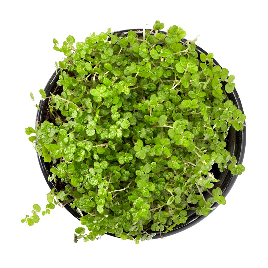 clover-plant.png